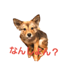 修羅の国 北九州弁～わんにゃん～（個別スタンプ：12）