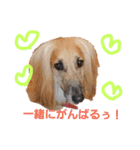 修羅の国 北九州弁～わんにゃん～（個別スタンプ：16）