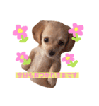むぎすたんぷ(╯•ꀾ•╰)（個別スタンプ：15）