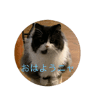 元帥のひとこと（個別スタンプ：3）