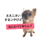 チワワのりょーくん（個別スタンプ：1）