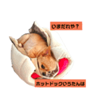 チワワのりょーくん（個別スタンプ：2）