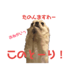 チワワのりょーくん（個別スタンプ：3）