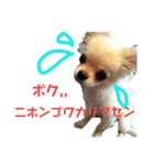 チワワのりょーくん（個別スタンプ：4）