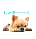 チワワのりょーくん（個別スタンプ：5）