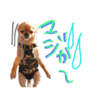 チワワのりょーくん（個別スタンプ：6）