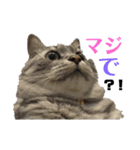 ととここあ猫スタンプ2（個別スタンプ：3）