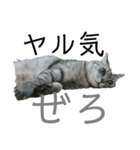 ととここあ猫スタンプ2（個別スタンプ：6）