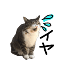 猫の兄妹（個別スタンプ：1）