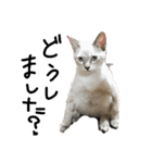 猫の兄妹（個別スタンプ：2）