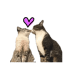 猫の兄妹（個別スタンプ：3）