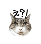 猫の兄妹（個別スタンプ：4）
