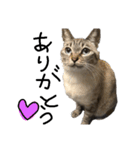 猫の兄妹（個別スタンプ：5）