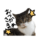 猫の兄妹（個別スタンプ：6）