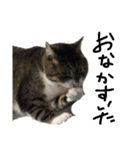 猫の兄妹（個別スタンプ：8）