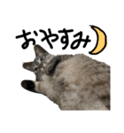 猫の兄妹（個別スタンプ：9）