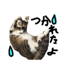 猫の兄妹（個別スタンプ：10）