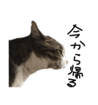 猫の兄妹（個別スタンプ：11）