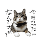 猫の兄妹（個別スタンプ：12）