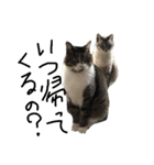 猫の兄妹（個別スタンプ：13）