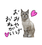 猫の兄妹（個別スタンプ：14）