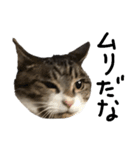 猫の兄妹（個別スタンプ：15）