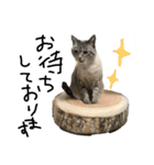 猫の兄妹（個別スタンプ：16）