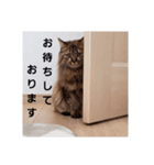 みゅうとマク（個別スタンプ：1）