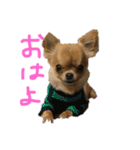 チワワのチャイ3歳です（個別スタンプ：1）
