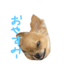 チワワのチャイ3歳です（個別スタンプ：4）