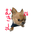 チワワのチャイ3歳です（個別スタンプ：6）