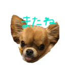 チワワのチャイ3歳です（個別スタンプ：7）