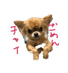 チワワのチャイ3歳です（個別スタンプ：9）