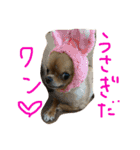 チワワのチャイ3歳です（個別スタンプ：13）