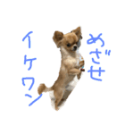 チワワのチャイ3歳です（個別スタンプ：14）