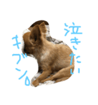 チワワのチャイ3歳です（個別スタンプ：15）