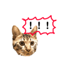 キジトラのしーちゃん（個別スタンプ：4）
