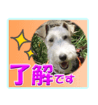 ワイアーフォックステリアの日常会話（個別スタンプ：1）