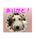 ワイアーフォックステリアの日常会話（個別スタンプ：3）