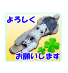 ワイアーフォックステリアの日常会話（個別スタンプ：4）