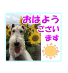 ワイアーフォックステリアの日常会話（個別スタンプ：5）