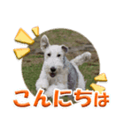 ワイアーフォックステリアの日常会話（個別スタンプ：6）