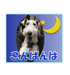 ワイアーフォックステリアの日常会話（個別スタンプ：7）