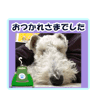 ワイアーフォックステリアの日常会話（個別スタンプ：8）