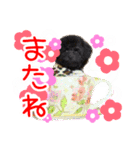 teaプードルMiuちゃん（個別スタンプ：7）