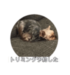 クレアレフィガルフィのスタンプ④（個別スタンプ：12）