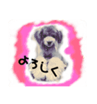 うちの子たーち（個別スタンプ：2）