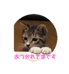 うちの子たーち（個別スタンプ：7）