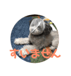 うちの子たーち（個別スタンプ：10）