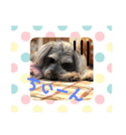 うちの子たーち（個別スタンプ：14）
